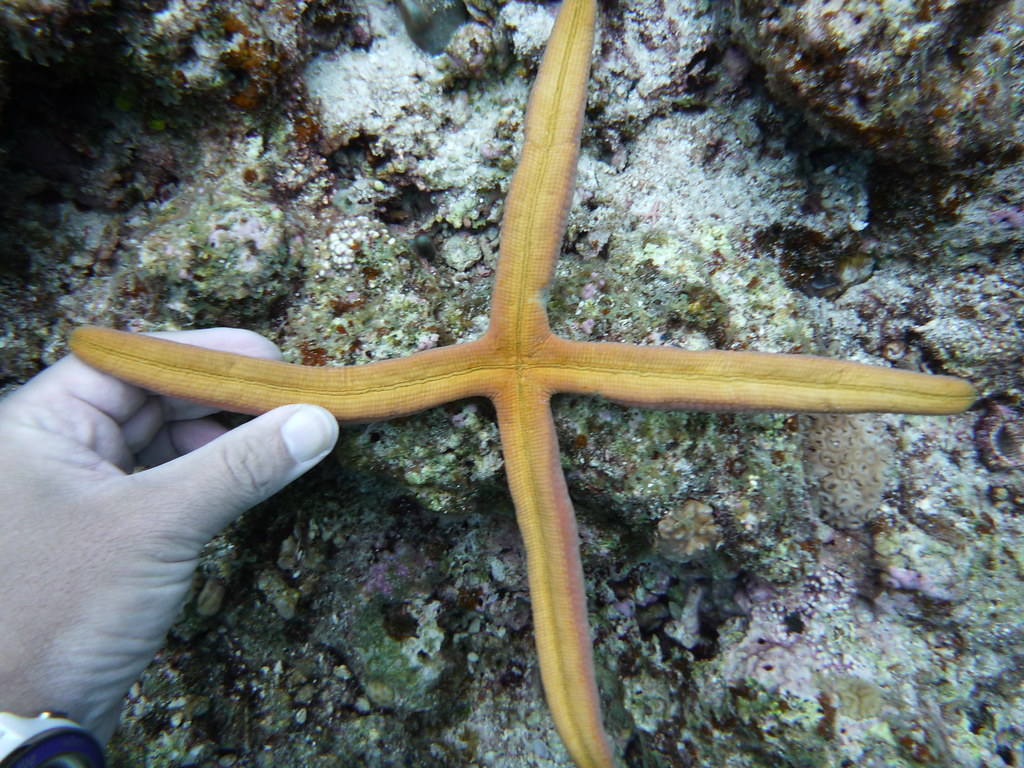 4本腕のアオヒトデ 裏から Linckia Laevigata In Four Arms Bottom Flickr