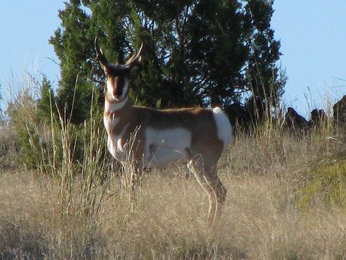texas antelope westtexas pronghorn transpecos pronghornantelope antilocapraamericana mlhradio