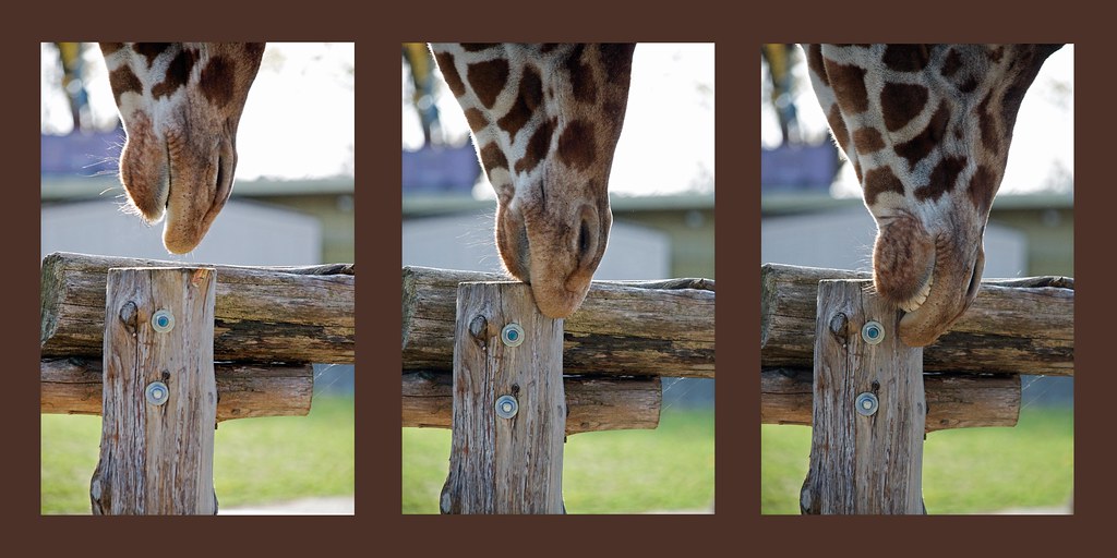 Giraffe Triptych by nataraj_hauser / eyeDance