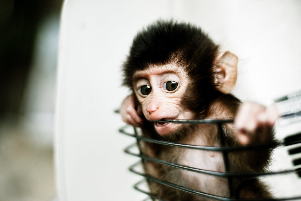 Baby Monkey in a Basket by Mohd Khomaini Bin Mohd Sidik