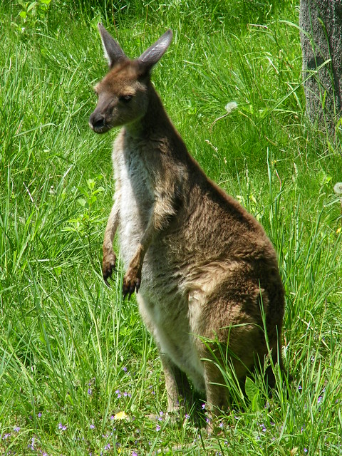 Brookfield Zoo (May 20, 2011)