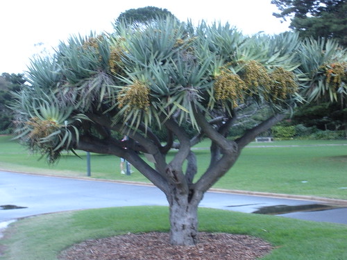 Dracaena draco - Dragon's Blood Tree | by sftrajan