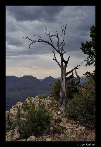 South Rim Tree, Grand Canyon National Park, Arizona (Explore) by lynn roebuck photography