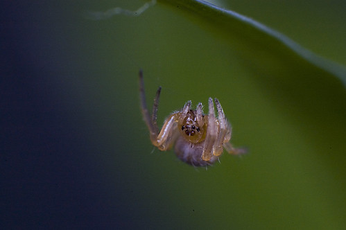 madrid macro cute spider photo still scary eyes nikon flickr insects tiny hanging 1855mm reversedlens nikond40