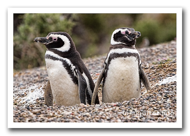 Pingüino de Magallanes / Magellanic Penguin