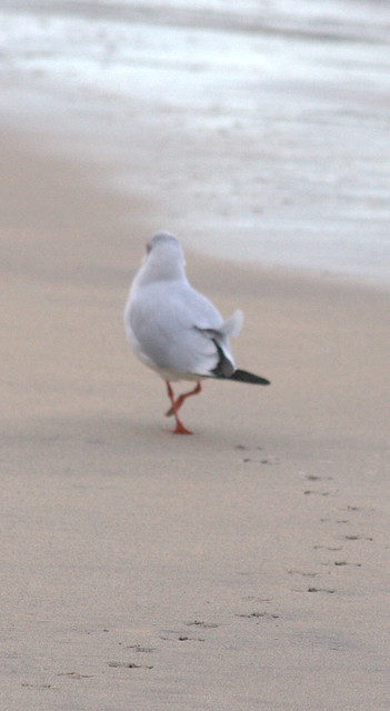 Seagull at St. Ives