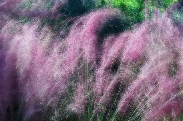 Purple Fountain Grass and Sunset Wind
