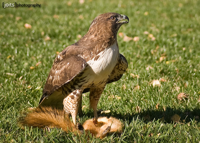 red tailed hawk at huntington library