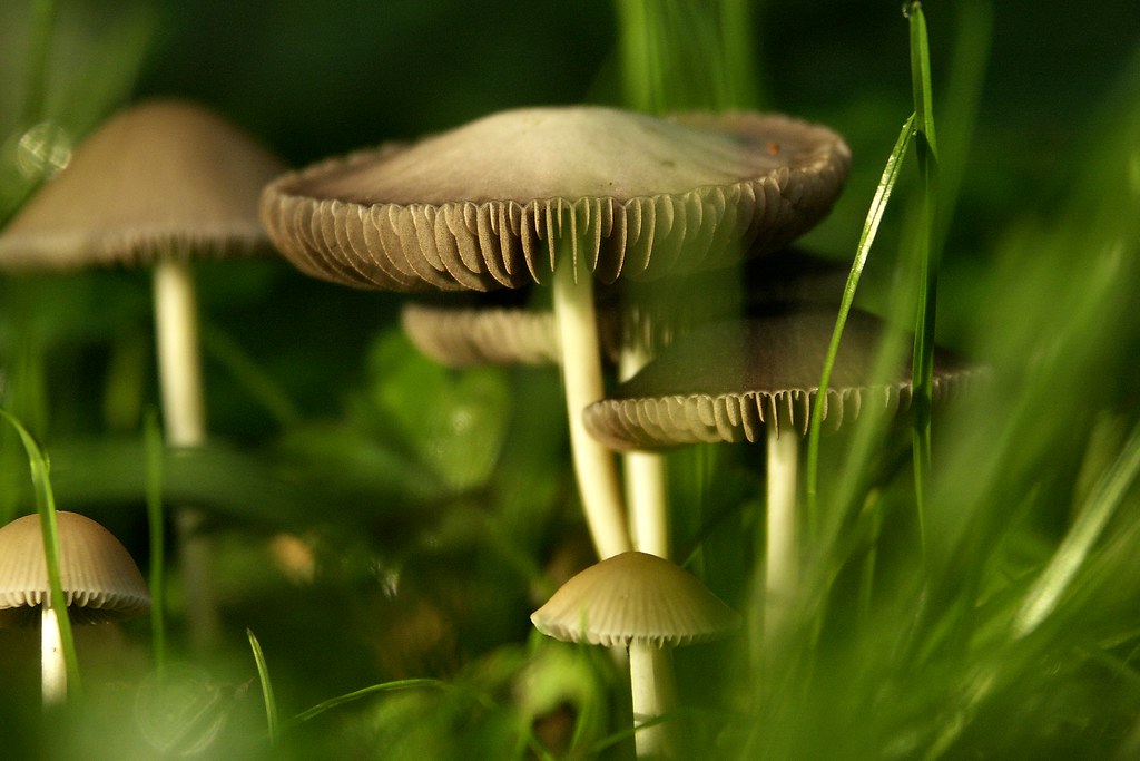 Shy mushrooms.... by joeke pieters