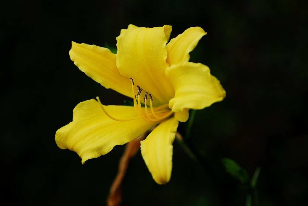Lirio Amarelo - (Hemerocallis lilioasphodelus) | Origem: Wik… | Flickr
