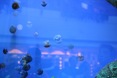 水母 Jellyfish