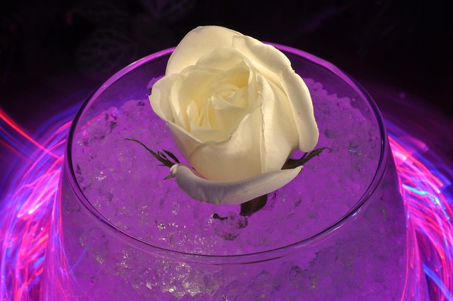 Rose of the purple Ice