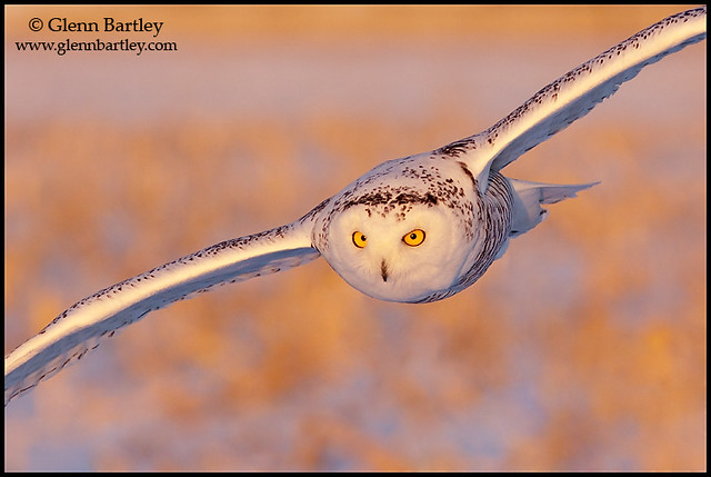 Snowy Owl - 25