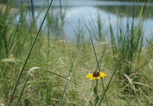 lake flower reflection grass arkansas browneyedsusan ozarkmountains lakefortsmithpark