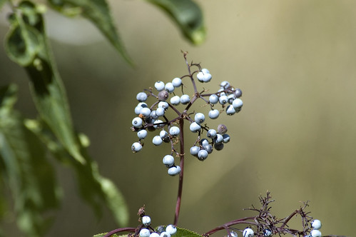 Elderberries | by Picture This1 .