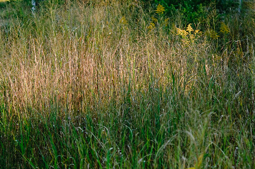 wetlands oct09 heronpark