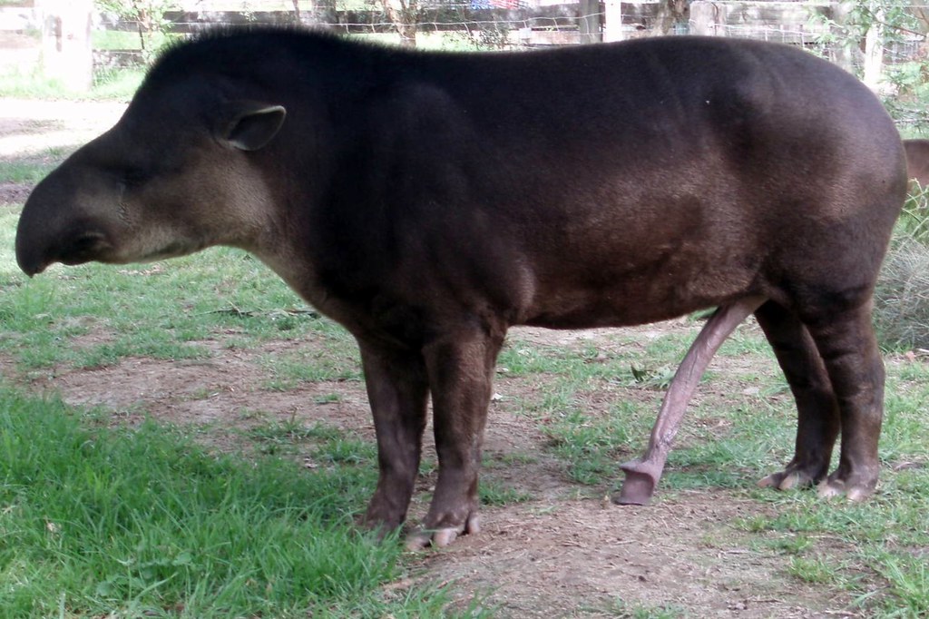 Brazilian Tapir.