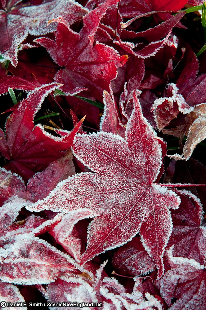 Autumn Frosting A light frost made for perfect photographs… Flickr
