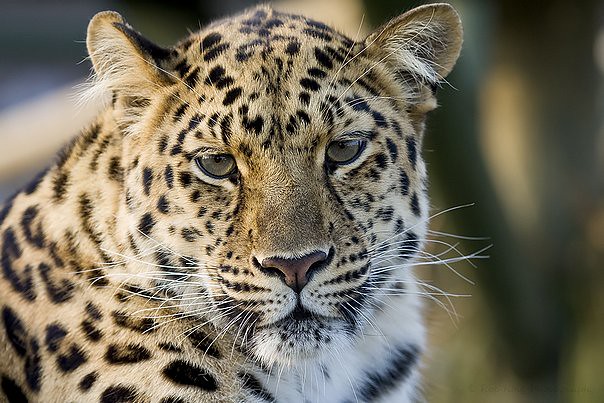 Leopard | Leopard | Robert | Flickr