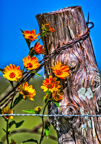 flowers yellow october texas fences 2009 hdr roundtop roundtoptexas invescobr