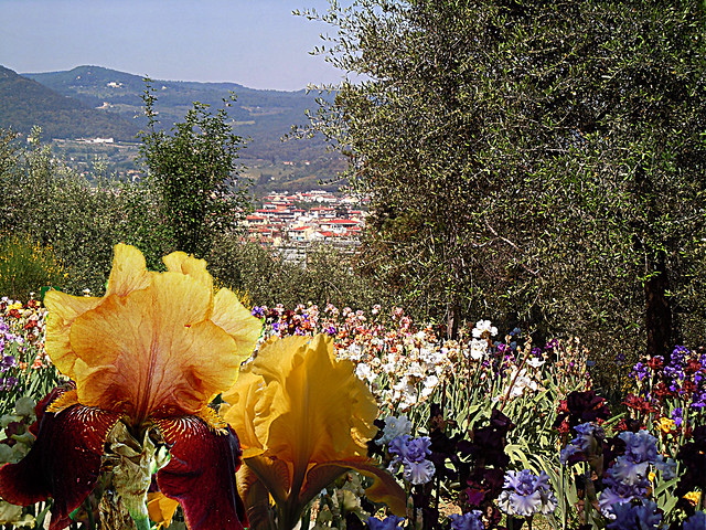 Firenze vista dalla mostra dell'iris - Florence seen from the exhibition of the iris