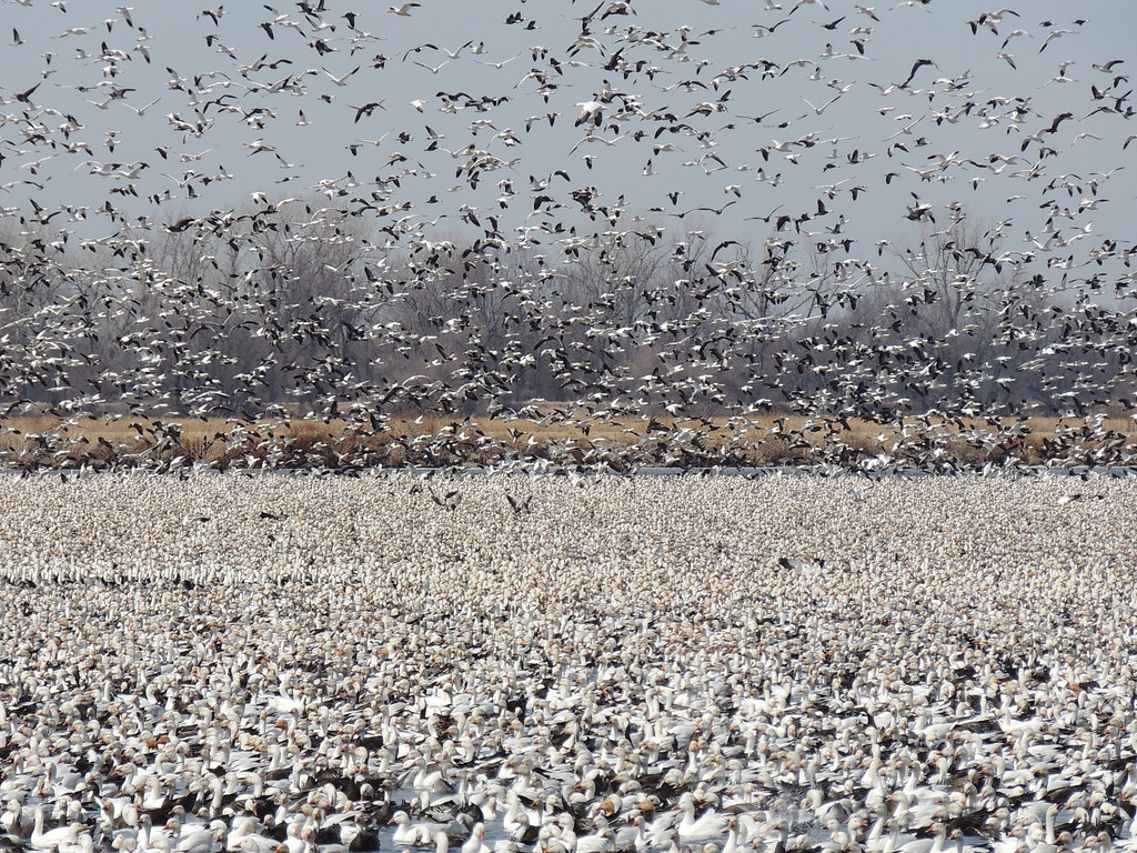 Snow geese anyone?