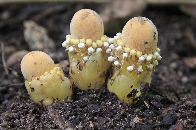 Balanophora fungosa - Fungus Root, Mossman Gorge, Daintree National Park, North Queensland