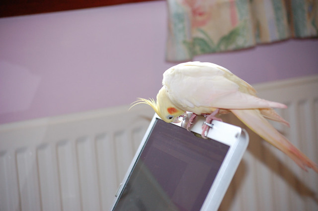 Naughty bird, on the laptop having a chew