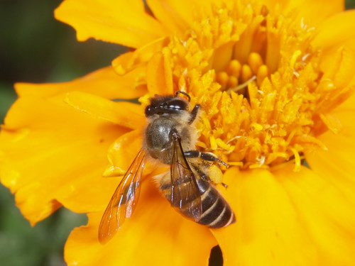 Apis cerana | by terraincognita96