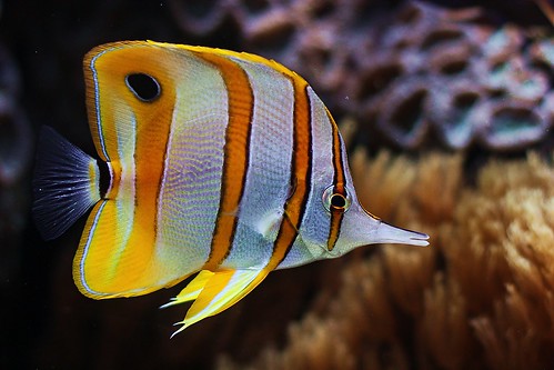 reef fish by MPBecker