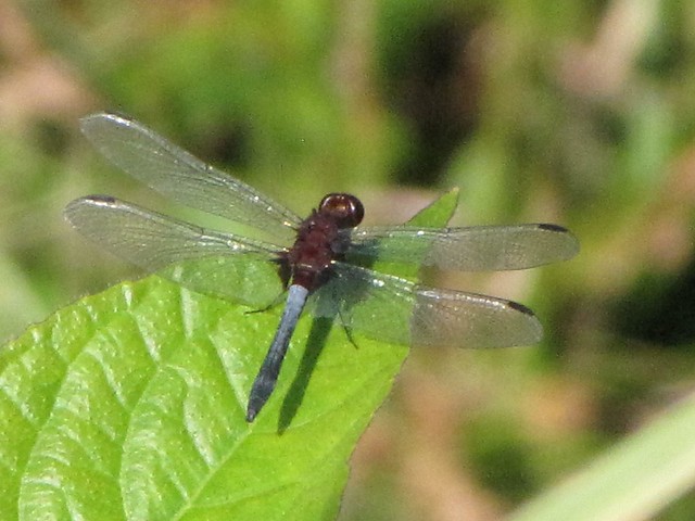 Erythrodiplax sp. (Male)