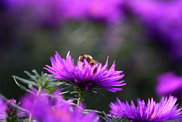 aster and bee