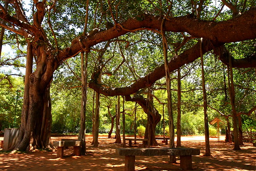 banyan tree - Auroville by Zolivier