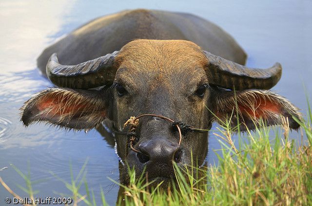 Wallowing Water Buffalo