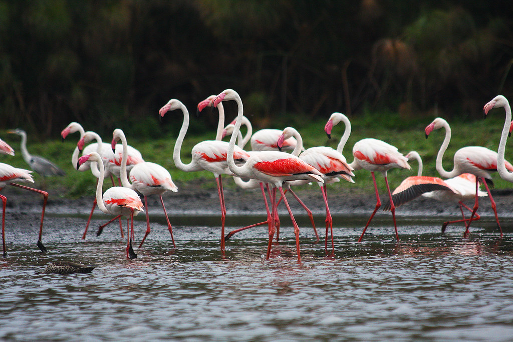 Lake Naivasha Flamingos