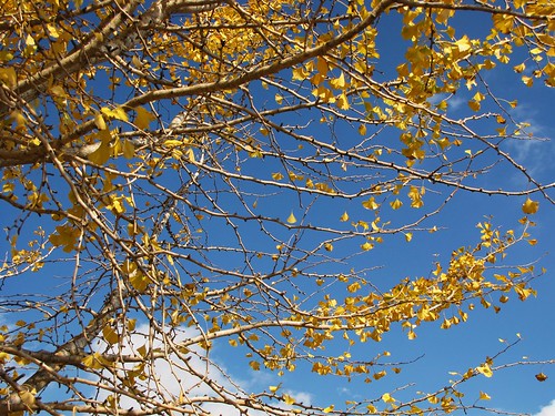 park travel blue trees sky usa nature clouds canon mississippi leland landscapes daylight leaf scenery view state south peaceful powershot daytime tranquil sx10is waltphotos