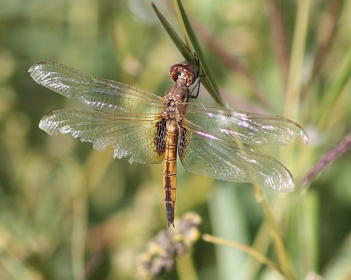 dragonfly tx odonata uvaldecounty hyacinthglider miathyriamarcella ftinge leonariver ftingehistoricpark