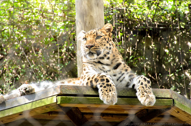 Amur Leopard #2