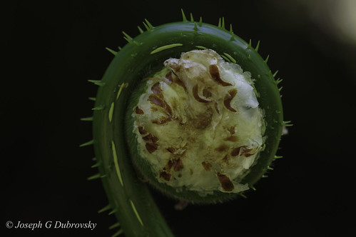IMGP-0108