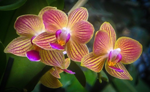 Asian Corsage Orchids
