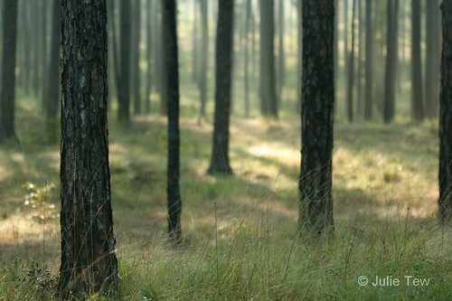 morning trees summer nature forest ga georgia pines pinelands bog pinewoods doerun