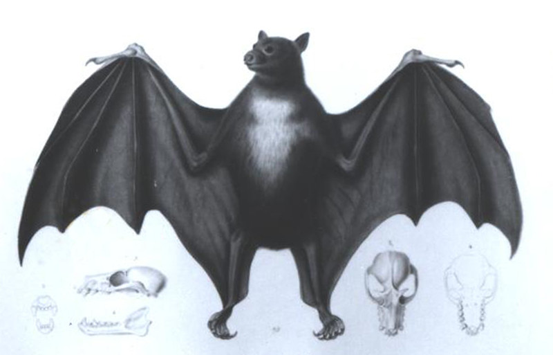 The fanihi is a medium sized flying fox with dark brown fur.

Freycinet Collection/Micronesian Area Research Center (MARC)