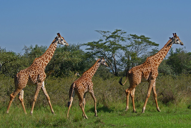 Rwanda, Giraffe