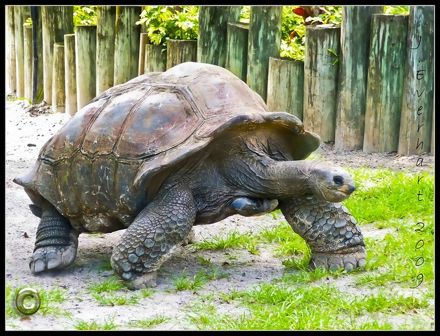 ~~~Giant Tortoise~~~ ( I mean GIANT! )