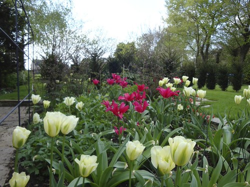 Tulip Spring Green & Tulip Dolls Minuet | by James@Yell
