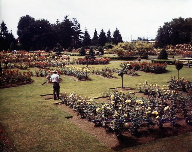 Woodland Park Rose Gardens Circa 1950 Item 30788 Don She Flickr