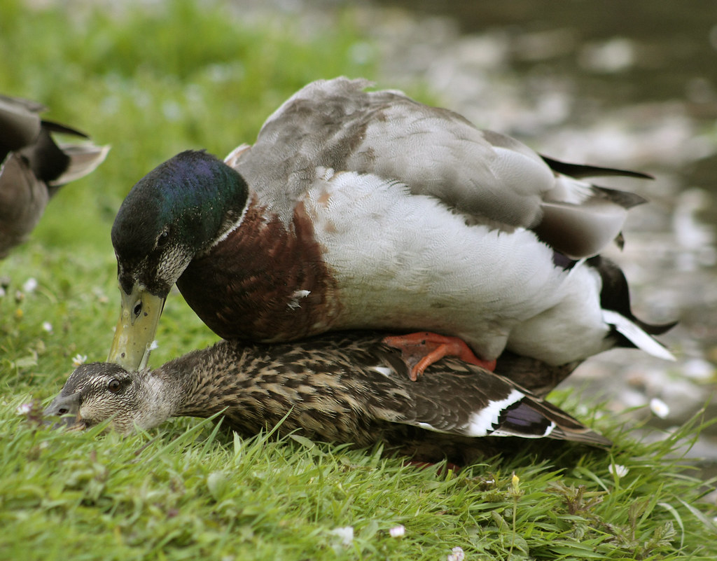 zacht Concurreren Toestand Mallard duck mating | The less pleasing side of nature for s… | Flickr