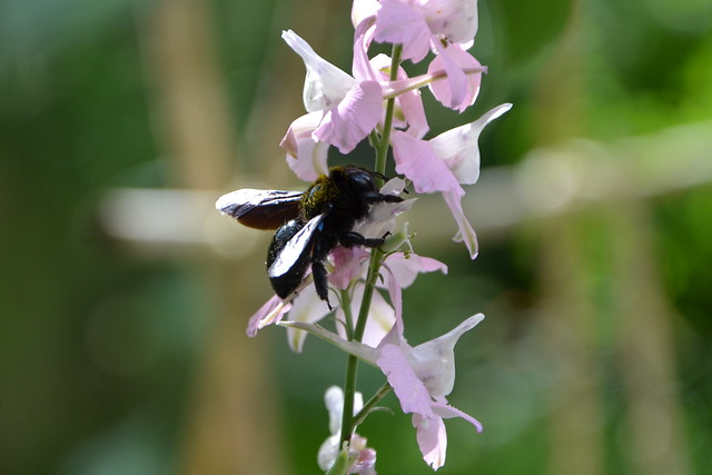 Xylocopa violacea - bourdon noir, abeille charpentière 32950378592_62af08aa64_z
