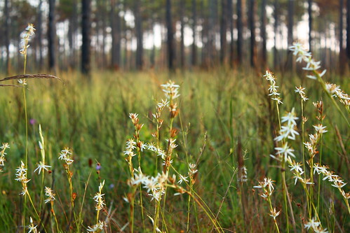 fauna flora easternnorthcarolina undisclosedlocation pinesavanna