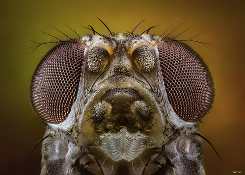 Monster which we live with - 14x | by EBCN